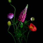 Dianna Jazwinski, Tulips and Ranunculus