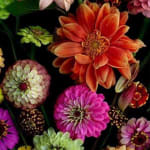 Dianna Jazwinski, Tulips and Ranunculus