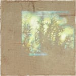 Hannah Davies, Light Patch Through the Rosemary