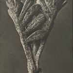 Karl Blossfeldt, Wundergarten der Natur, 1932