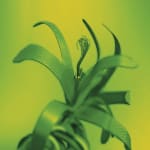Fyerool Darma, Golden Aperture (with Anu), 2025