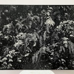 Chok Si Xuan, VINES (Afterlife), 2025