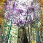 Sarah Anne Johnson, Beautiful Day, 2025