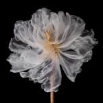 Kathrin Linkersdorff, Floriszenzen 11, 2019
