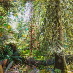Sarah Anne Johnson, Beautiful Day, 2025