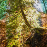 Sarah Anne Johnson, Beautiful Day, 2025