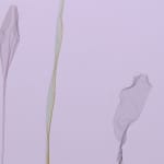 Beatrice Pediconi, Scomposizione #8, 2006