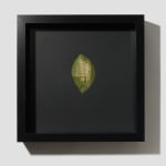 An oval-shaped hosta leaf on a black background. Printed in the chlorophyll is a door of a local CVS with a handwritten cursive sign “We’re Out of Tests!!!”