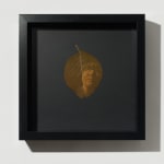 A round brown hydrangea leaf on a black background. Printed in the light umber chlorophyll is a self-portrait where half my face is lit by the sun and my head and eyes are tilted upward.
