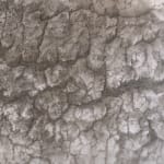 Katrina Bello, Lupain Series 4, 2023-2025