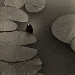 Benita Koch-Otte, Water Lily, ca. 1930