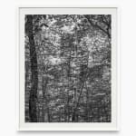 Bryson Rand, Untitled/Trees and Light (Skowhegan), 2019