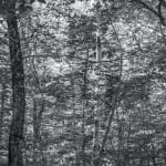 Bryson Rand, Untitled/Trees and Light (Skowhegan), 2019