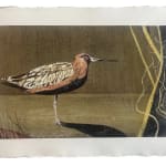 John Harmer, Bar-Tailed Godwit