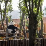 Playground of Possibilities / Singapore, BLACK / Singapore