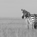 Kate Lloyd, Zebra with tree, 2024