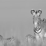 Kate Lloyd, Zebra with tree, 2024