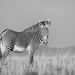 Kate Lloyd, Zebra with tree, 2024