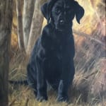 John Trickett, John Trickett, Black Labrador Puppy, Autumnal Light
