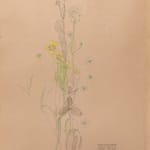 Charles Rennie Mackintosh, Glasgow Rose, 1901