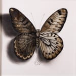 Alessandra Maria, Butterfly no. 92, 2022