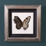 Alessandra Maria, Butterfly no. 92, 2022