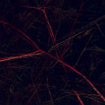 Pietro Bologna, Da Ettaro (From Hectare), 2020-2021