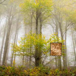 Jacques Pion, Intimus, 2022-2024