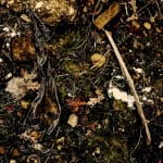 Pietro Bologna, Da Ettaro (From Hectare), 2020-2021