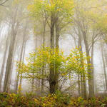 Jacques Pion, Intimus, 2022-2024