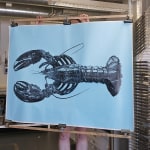 Maine Lobster on Blue Background, 2024
