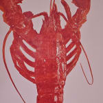 Bright Red Lobster, 2024