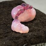 Paola Estrella, Cenote Ring, 2024