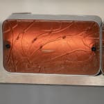 Dilara Koz, Certain Dreams, 2025