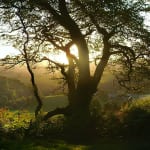 Kit Glaisyer, Proposal: Young Lewesdon Tree 240x200cm