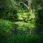 Kit Glaisyer, Proposal: Young Lewesdon Tree 240x200cm