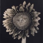 Chuck Close, Sunflower, 2007