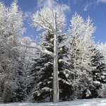 Roxy Paine, Defunct, 2004