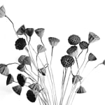 BLACK & WHITE, Lotus, 2003