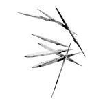 BLACK & WHITE, Lotus, 2003