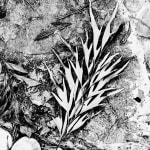 BLACK & WHITE, Lotus, 2003