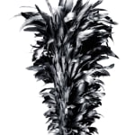 BLACK & WHITE, Lotus, 2003