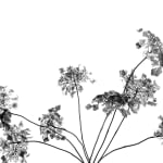 BLACK & WHITE, Lotus, 2003