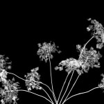 BLACK & WHITE, Lotus, 2003