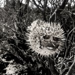 BLACK & WHITE, Lotus, 2003