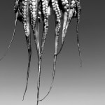BLACK & WHITE, Lotus, 2003