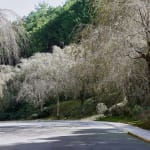 MIHO MUSEUM Japan, MIHO MUSEUM Entrance, 2016