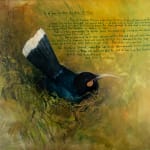 Ray Ching, Reischek’s Huia, 2022