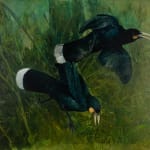 Ray Ching, Reischek’s Huia, 2022