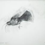 Ray Ching, Reischek’s Huia, 2022